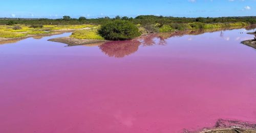 夏威夷现粉红沼泽 美景后是干旱危机