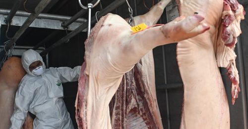 登州起获 逾24.6万走私猪肉