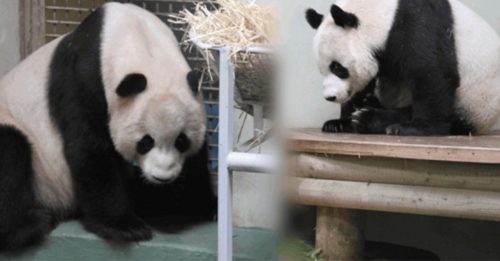 旅居英国12年大熊猫 “阳光”、“ 甜甜” 12月初回国