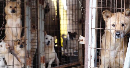 韩今年内立法禁食狗肉 将于2027年起正式实施