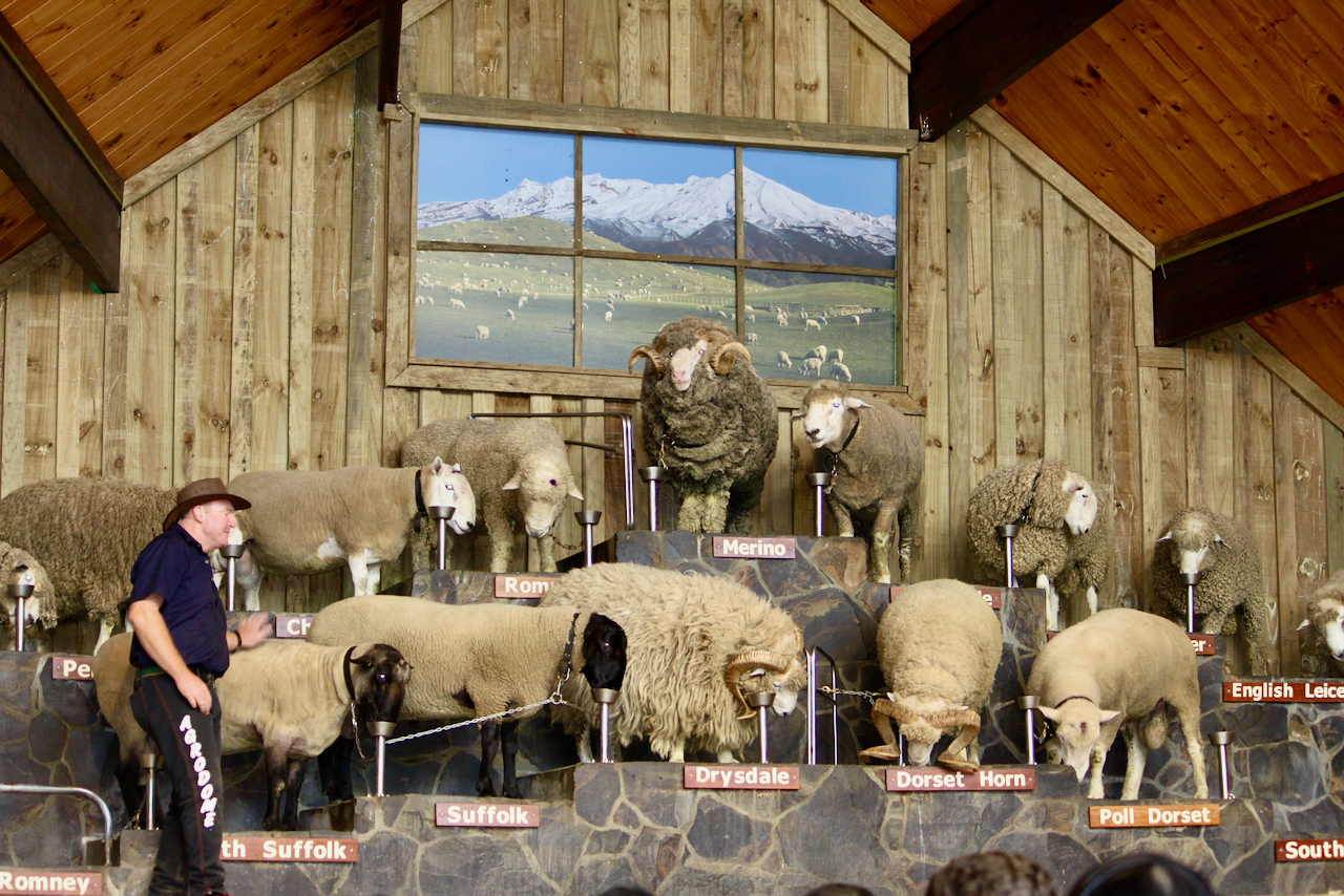 ■大伙儿同时遇上十多只品种各异的羊群。