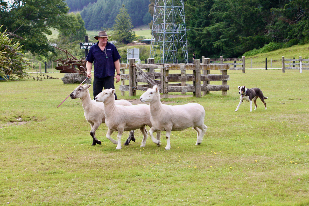 ■羊群在牧羊犬的护送下郊游野餐去。
