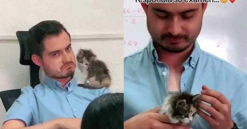 学生被迫带幼猫陪考 教授心软帮忙顾