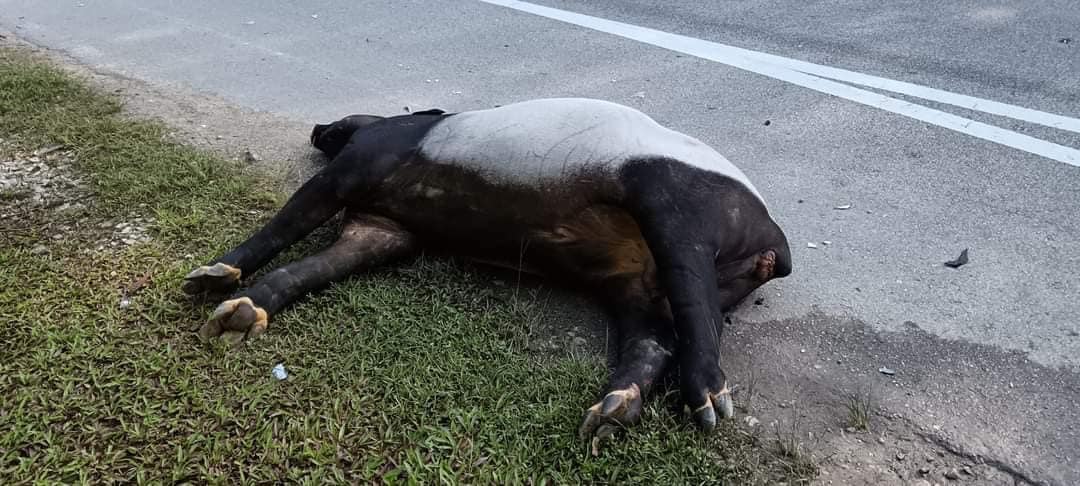马来貘被轿车撞飞后躺倒在路边，当场死亡。