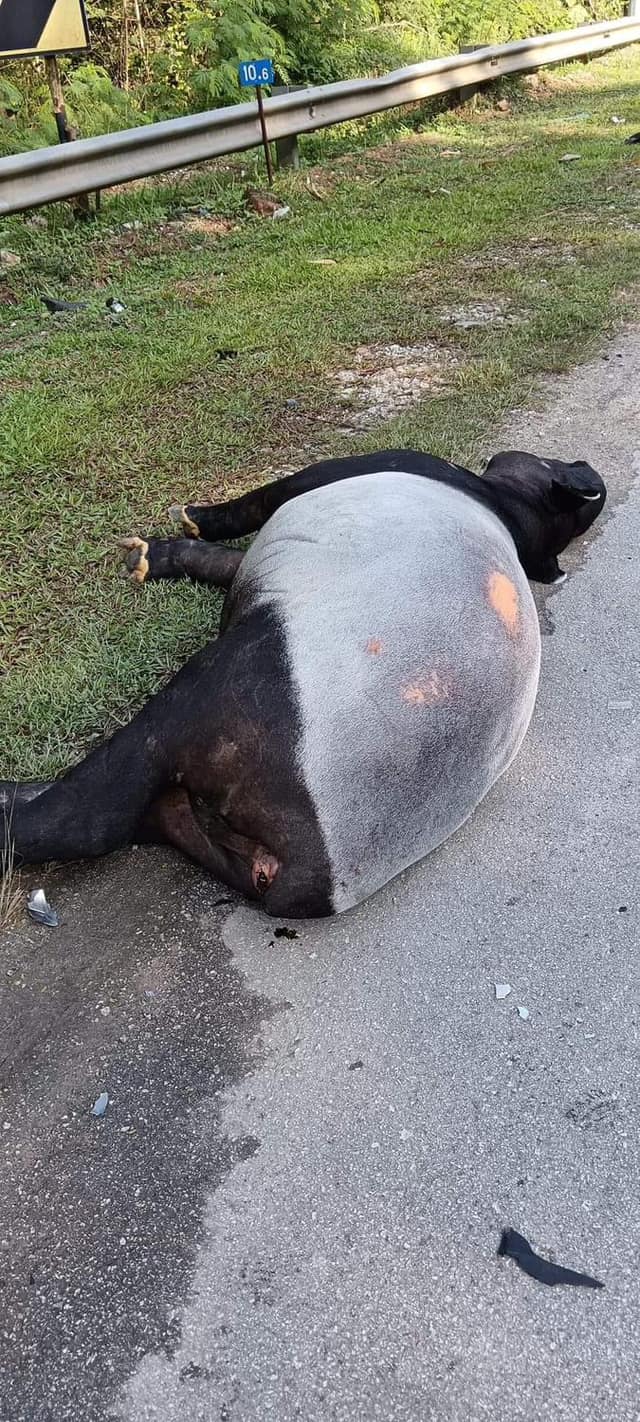 马来貘被轿车撞飞后躺倒在路边，当场死亡。