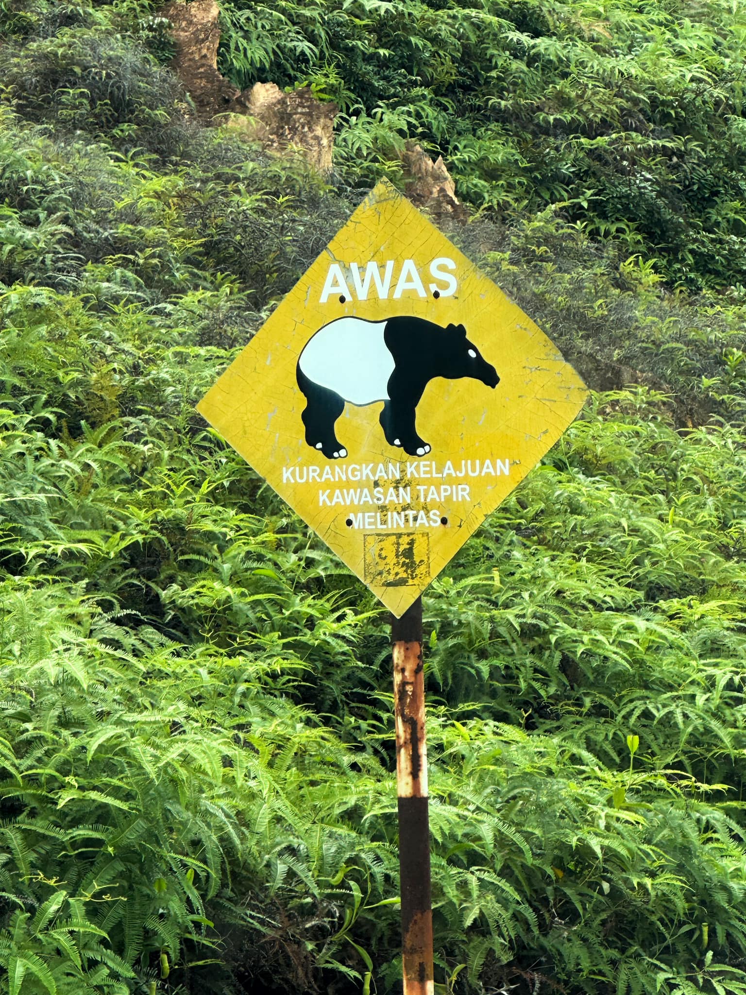 附近有告示牌，注明这个地方经常有马来貘出现，需小心和放慢速度前行，但还是避免不了悲剧发生。