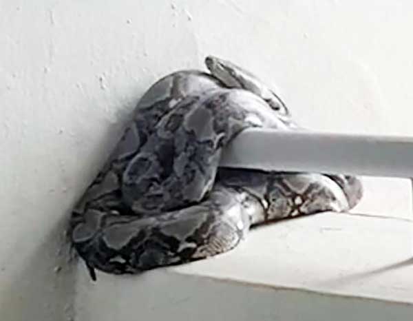 3公尺大蟒蛇出现在组屋楼梯口，吓坏了不少居民。（受访者提供）