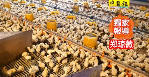 独家｜阿米尔：饲料小鸡价格飙涨  鸡农减产鸡蛋短缺