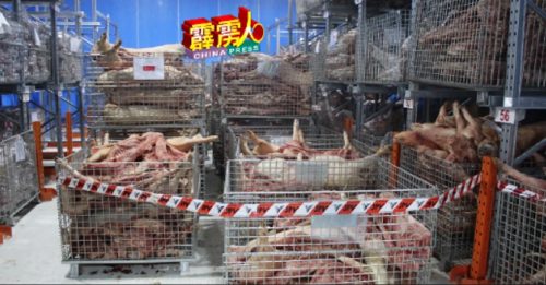 逾2万公斤非正规入口生猪 兽医局证实感染非洲猪瘟