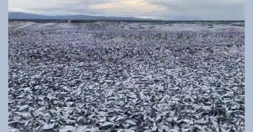 北海道海岸现大量鱼尸体 “鱼浪”蔓延1公里｜附音频