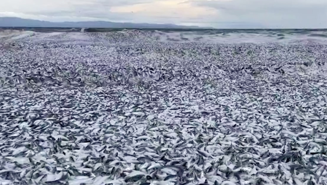 北海道海岸7日天发现大量鱼类被冲上岸，鱼尸体绵延海滩约一公里。