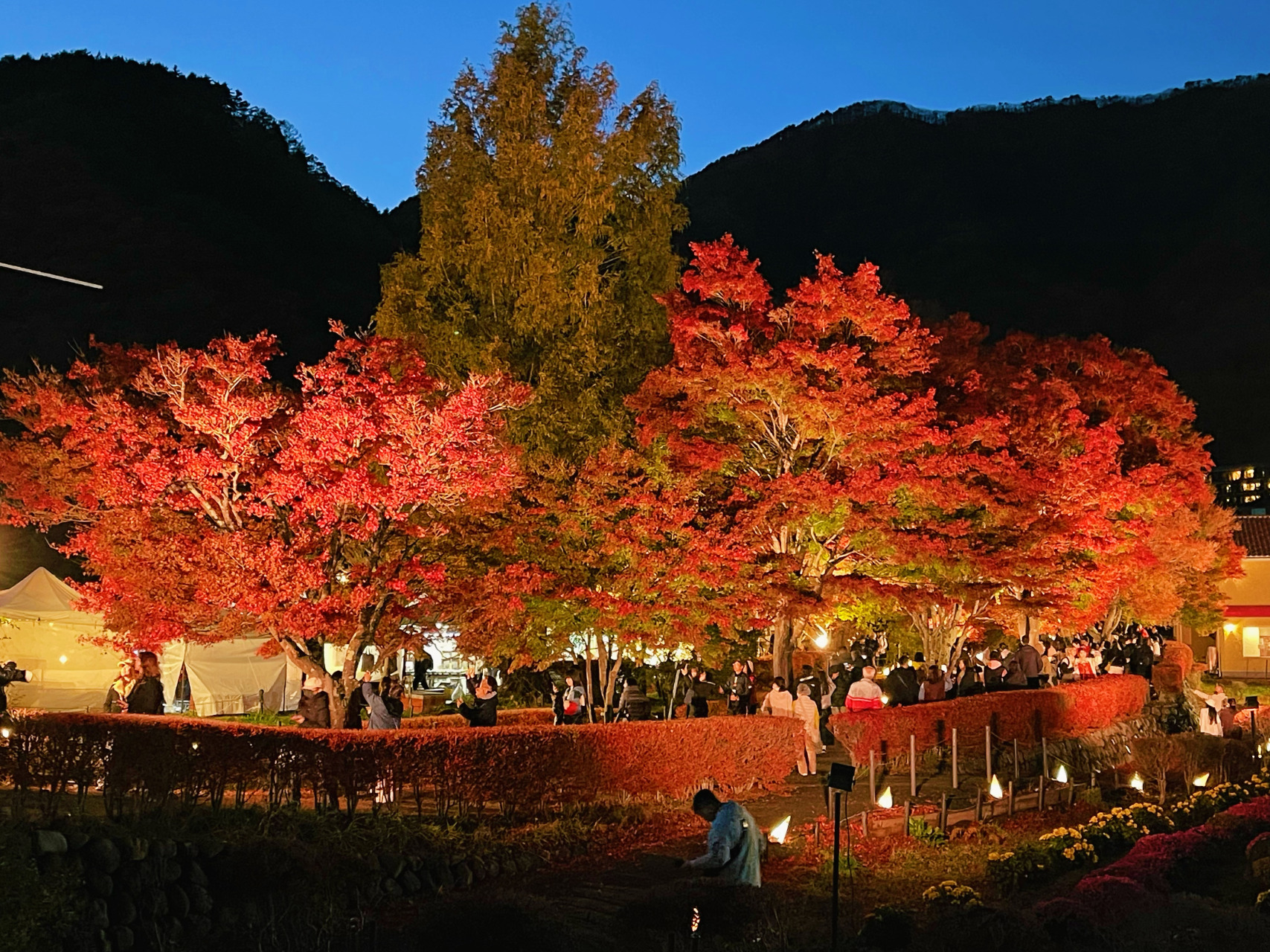 ■深秋的枫叶回廊，一大片红到发亮的枫叶直接摄入眼帘。