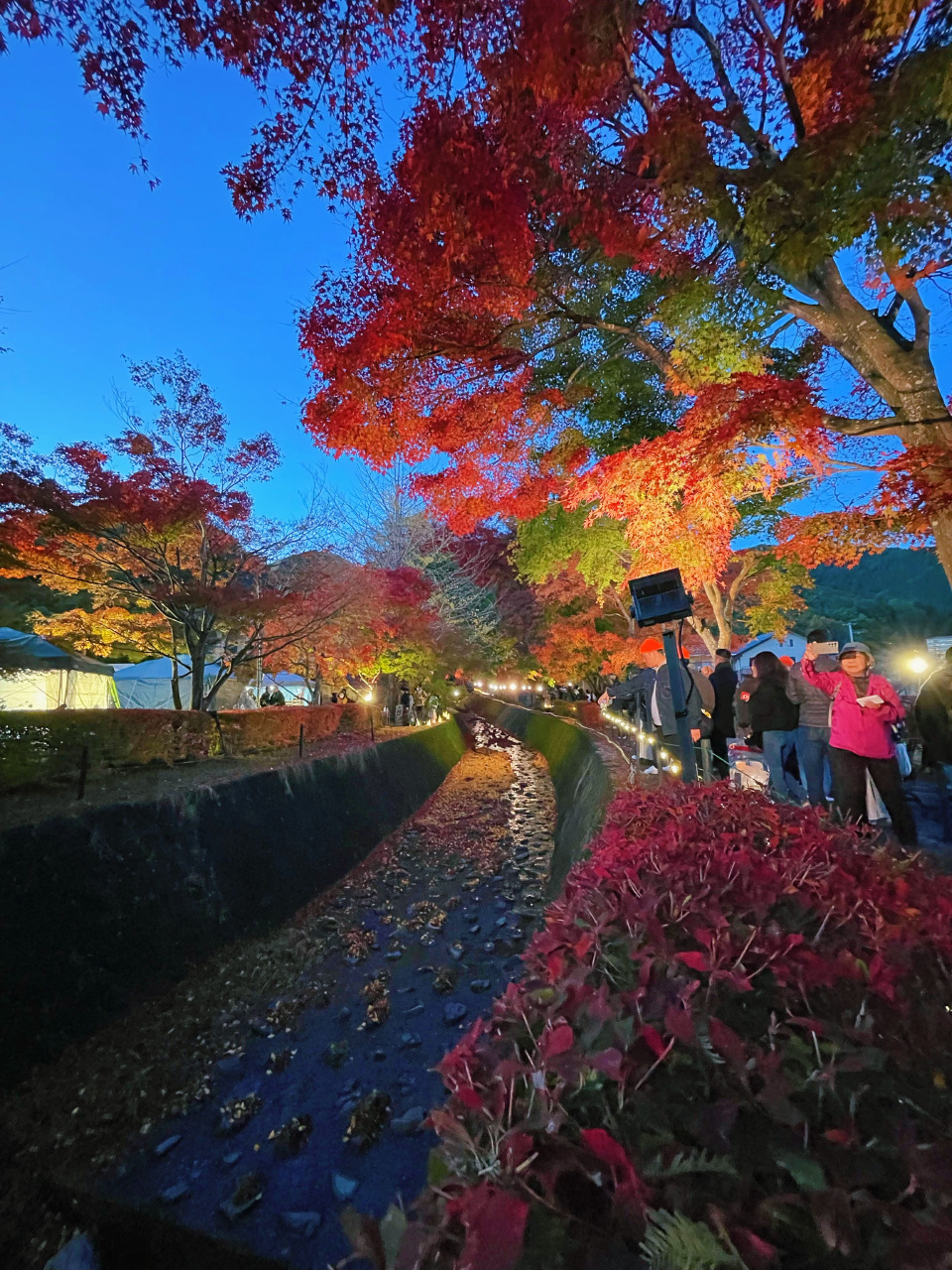 ■枫叶回廊一株株枫叶树以一年中最美的姿态迎客，红叶当头的红色极有层次感。 