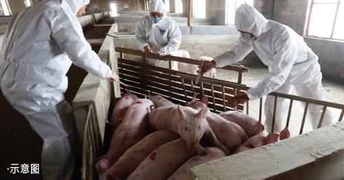 中国北部爆非洲猪瘟疫情 官方内部文件：形势异常严峻