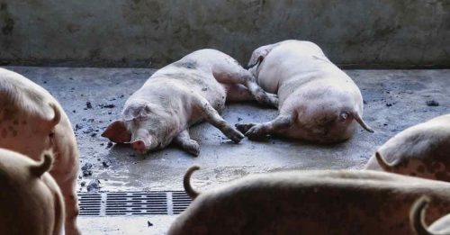 香港驗出非洲豬瘟 2800隻活豬全銷毀
