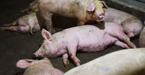 越南义安省非洲猪瘟延烧 21天爆发上百起