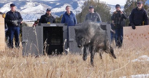 美科罗拉多州年底前要5匹狼 邻近州竟不肯给