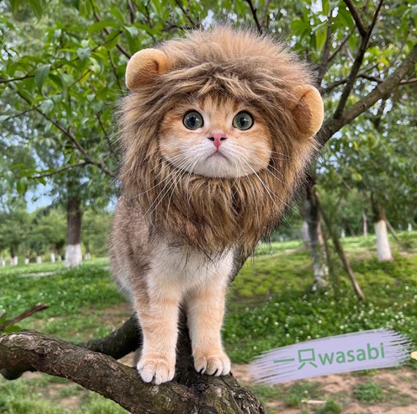 套上长毛发饰，摆出如小狮子般的姿势，变成一只大头狮。