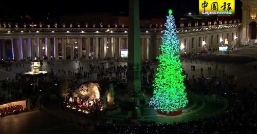 高28公尺 树龄56年  梵蒂冈圣诞树亮灯