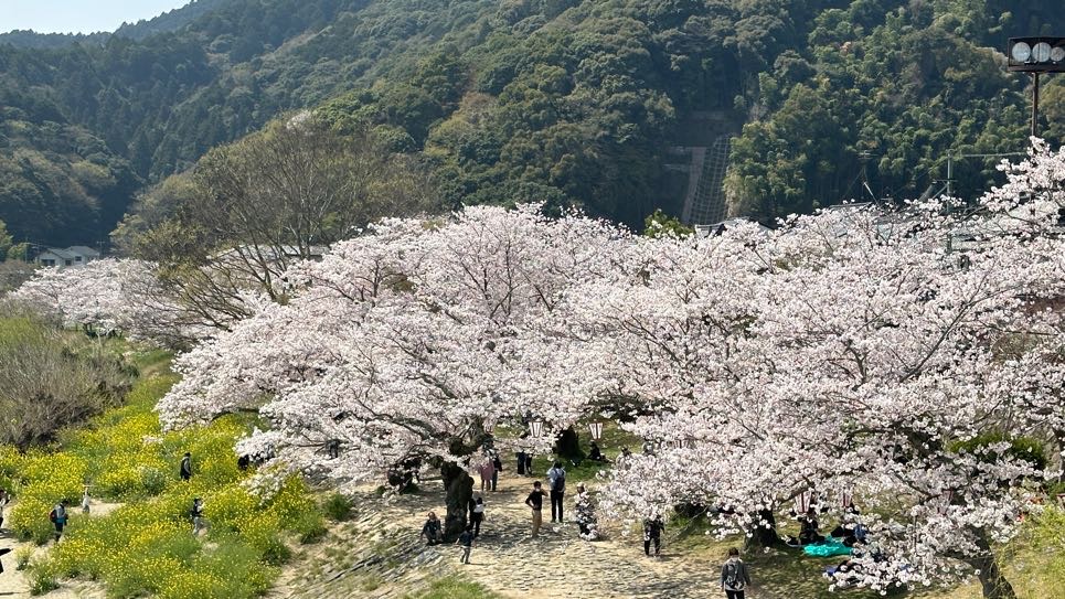 ■樱花家族每年都不曾错过与日本春天的约会，到时你会落在日本哪一角？记得先参考樱花盛开预想图哦！