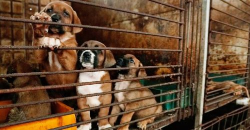 调查：逾90%韩国人 称不吃狗肉