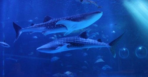 日本强震｜地震最新受害者 能登岛水族馆明星鲸鲨死亡
