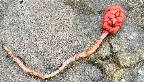 海滩惊见诡异生物 红色球状体满布疙瘩