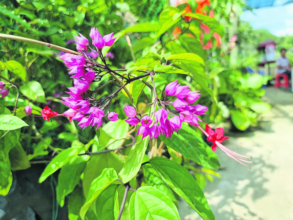 杂交品种红萼龙吐珠，生长更迅速，开花也更茂密。