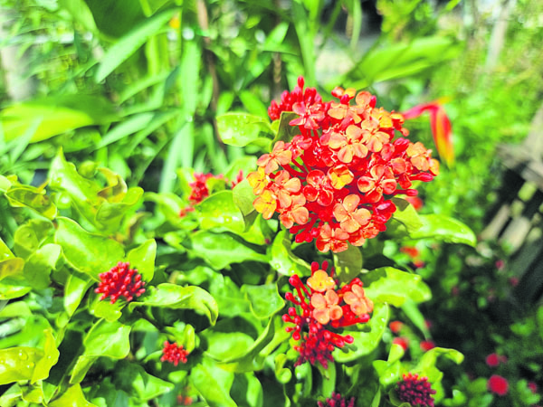 产自越南的龙船花，叶片和花苞较为浑圆，花朵也较大朵。