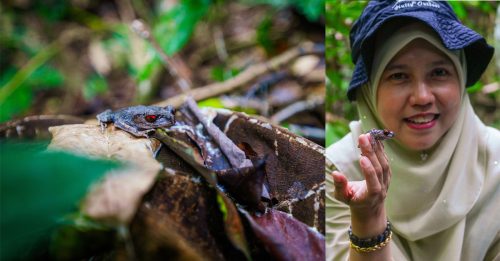 院校动态｜UPM动物学家 森林保留地发现罕见青蛙