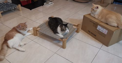 宠物情缘 | 猫咪从小养才亲？这是错误观念