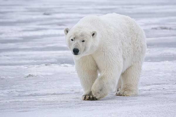 北极熊（档案照）
