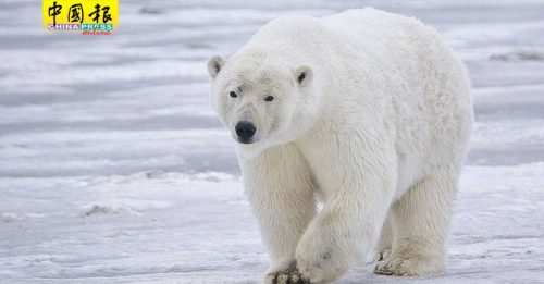 H5N1蔓延全球  出现北极熊染禽流感死亡首例