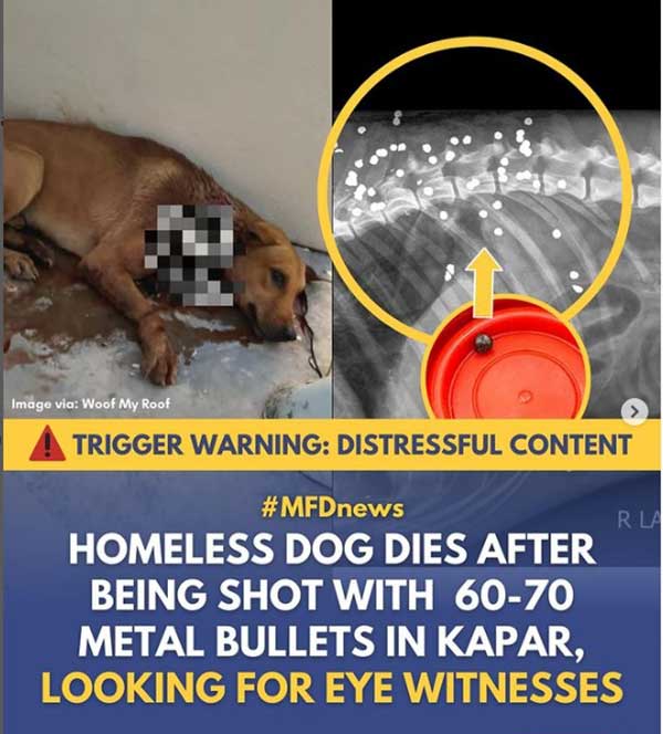 “myforeverdoggo”在社交媒体上揭发一只流浪狗被发现身中50至70枚金属子弹射毙。