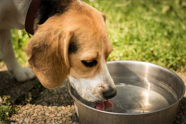 图为真正的狗喝水，和标题没有半毛钱关系。