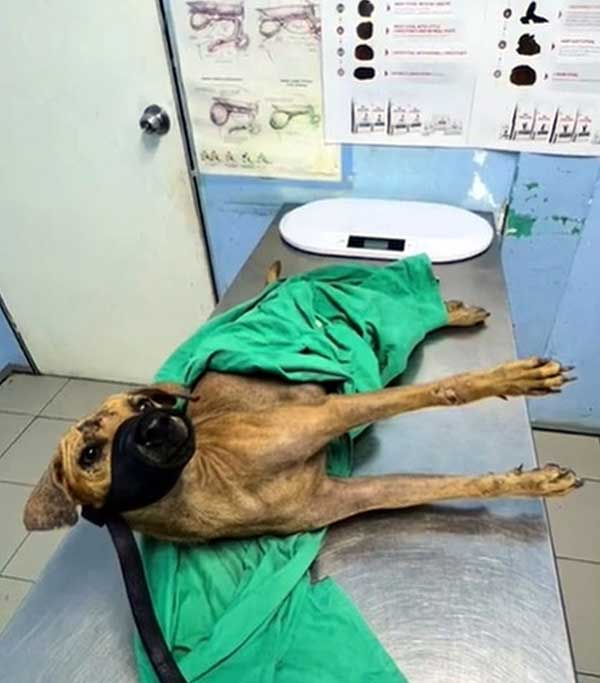 黄狗已安全送到动物救援中心和接受治疗。（图取自网络）