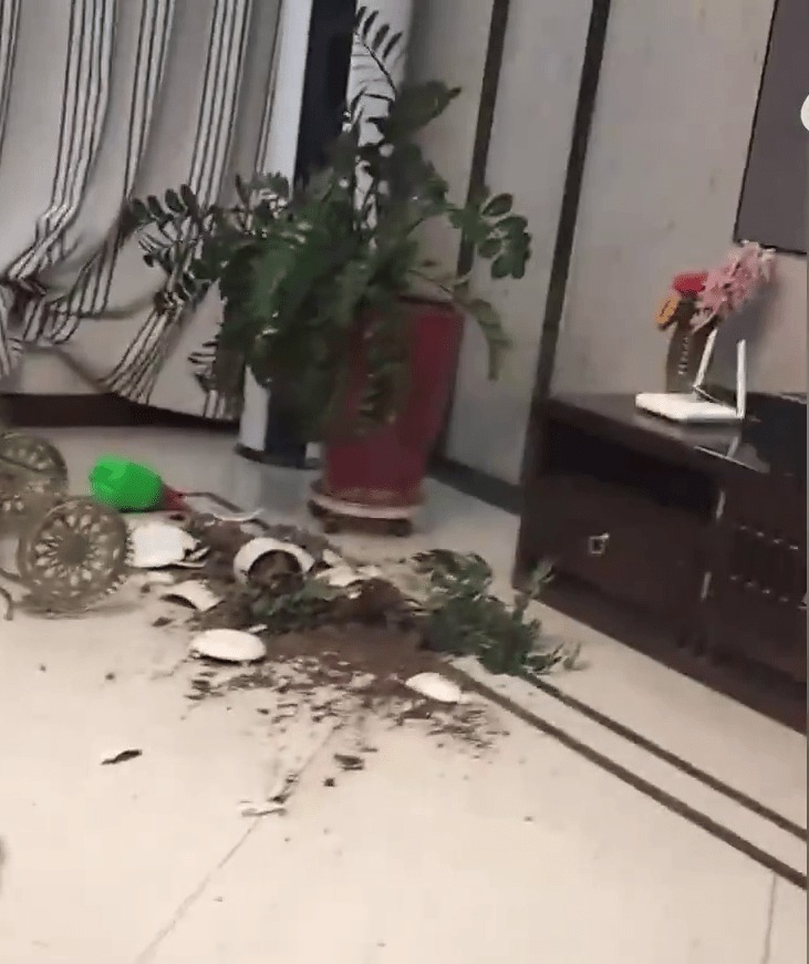 有当地居民家中的花盆也因地震掉在地上碎了。