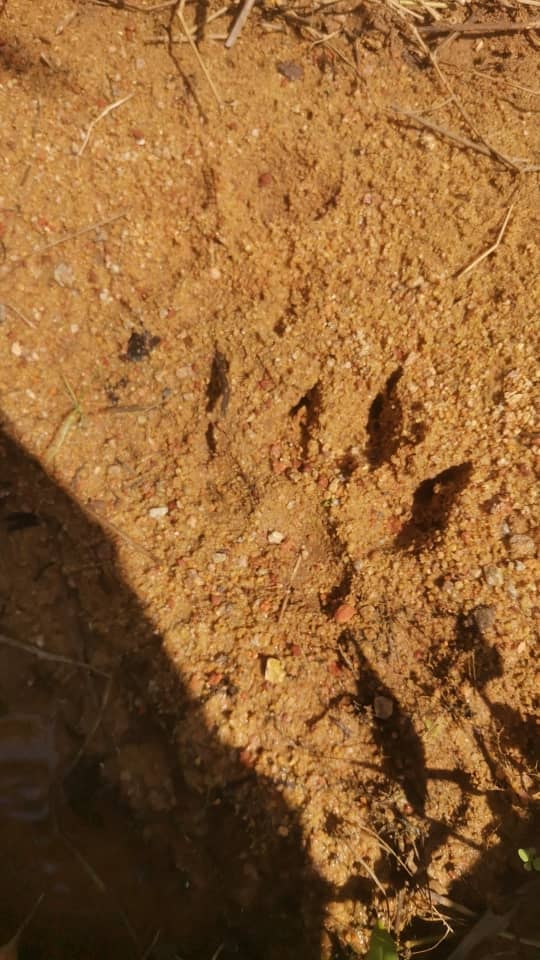 油棕园现场发现野生动物的脚印，并仍有待当局查证是否为老虎脚印。（取自曾繁翀面子书）