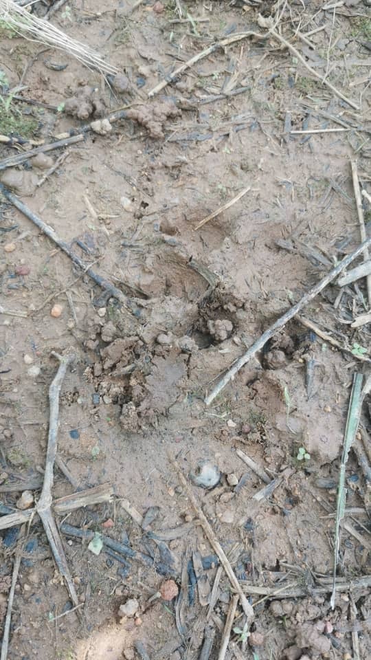 油棕园现场发现野生动物的脚印，并仍有待当局查证是否为老虎脚印。（取自曾繁翀面子书）