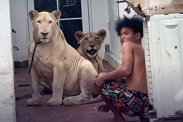 贾琳雅蓬在住家饲养2只狮子。

