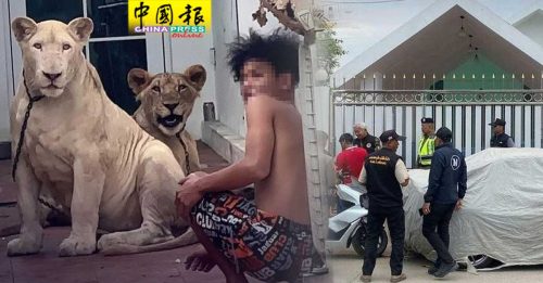 街上游荡引争议  泰警充公2狮子