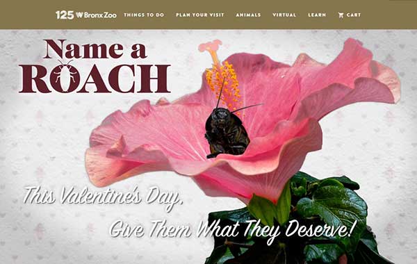 美国纽约市布朗克斯动物园日前宣布，园方第13届情人节活动“为蟑螂命名”的活动说明。
