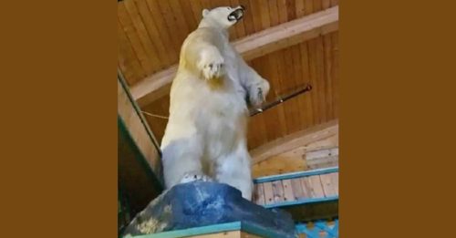 巨型北极熊标本失踪 加拿大渡假村共损失12.3万