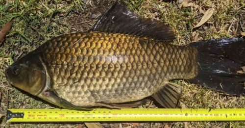 澳洲湖泊捞到世界最长金鱼 因这理由将它安乐死