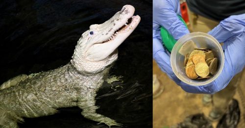 鱷魚體內取出70枚硬幣 動物園求遊客別再丟