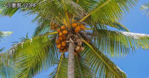 最近天气超热 椰子也耐不住 破裂