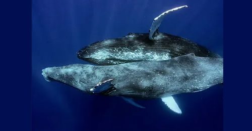 罕见座头鲸交配 被人类拍到