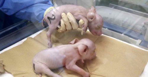 日复制猪器官 可供人体移植