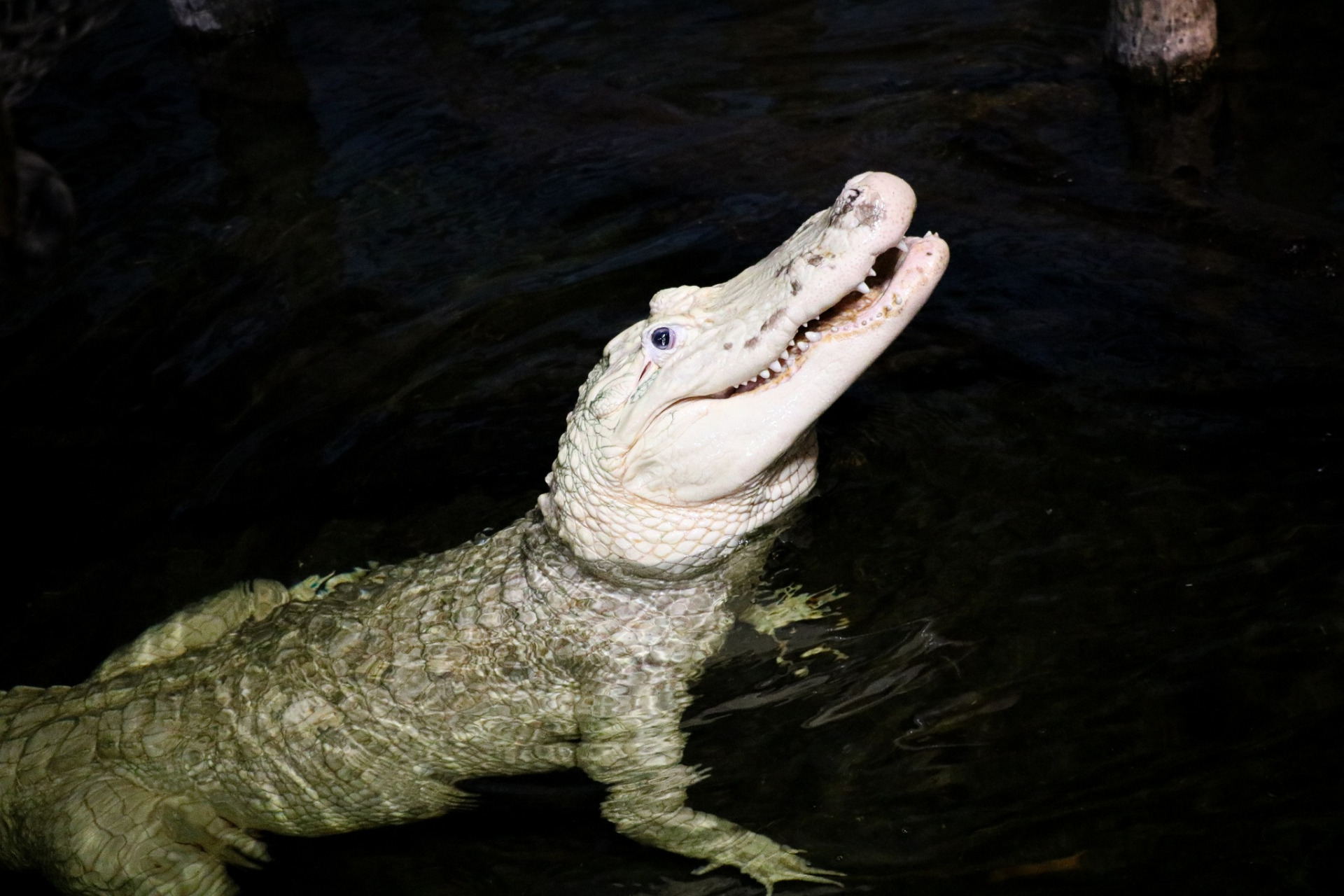 短吻鳄“席博多”以其罕见的白色外表闻名。