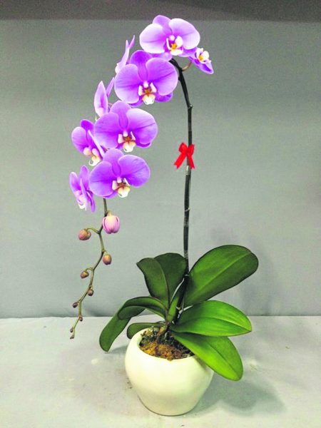 紫色蝴蝶兰花语是高贵典雅，蝴蝶兰应放在通风好的阴凉处。
